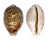 CYPRAEIDAE LEPOCYPRAEA MAPPA shell
