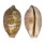 CYPRAEIDAE LEPOCYPRAEA MAPPA shell