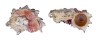 ANGARIIDAE ANGARIA NODOSA shell