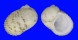 NERITOPSIDAE NERITOPSIS RADULA shell