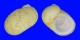 NERITOPSIDAE NERITOPSIS RADULA shell