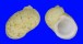 NERITOPSIDAE NERITOPSIS RADULA shell