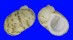 NERITOPSIDAE NERITOPSIS RADULA shell