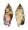 STROMBIDAE STROMBUS DENTATUS shell