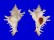 MURICIDAE CHICOREUS BRUNNEUS shell
