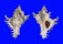 MURICIDAE CHICOREUS BRUNNEUS shell