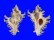 MURICIDAE CHICOREUS BRUNNEUS shell