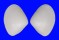 TELLINIDAE SERRATINA cf. CAPSOIDES shell