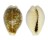 CYPRAEIDAE CYPRAEA DANI shell
