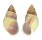 LANDSNAIL AMPHIDROMUS BASILANENSIS shell