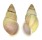 LANDSNAIL AMPHIDROMUS BASILANENSIS shell