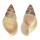 LANDSNAIL AMPHIDROMUS BASILANENSIS shell