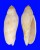 VOLUTIDAE VOLUTOCONUS MULTIFORMIS shell