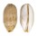 CYPRAEIDAE LURIA ISABELLA CONTROVERSA shell