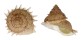TURBINIDAE BOLMA GUTTATA shell