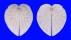 CARDIIDAE CORCULUM CARDISSA LORENZI shell
