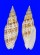 MITRIDAE CANCILLA GRANATINA shell