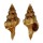 FASCIOLARIIDAE FUSOLATIRUS RIKAE shell