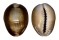 CYPRAEIDAE CYPRAEA CAPUTSERPENTIS shell