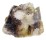 CHAMIDAE CHAMA ASPERELLA shell
