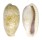 CYPRAEIDAE ERRONEA CAURICA CAURICA shell