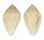 CONIDAE LILLICONUS TRAILLII shell