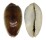 CYPRAEIDAE ERRONEA ERRONES NIGER shell