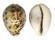 CYPRAEIDAE CYPRAEA TIGRIS shell