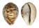 CYPRAEIDAE CYPRAEA TIGRIS shell