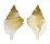 PERSONIDAE DISTORSIO DECIPIENS shell