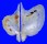PTERIIDAE PTERIA GREGATA shell