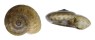 SOLARIELLIDAE MICROGAZA GOTOI shell