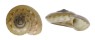 SOLARIELLIDAE MICROGAZA GOTOI shell
