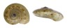 SOLARIELLIDAE MICROGAZA GOTOI shell