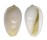 MARGINELLIDAE MARGINELLA AMYGDALA shell