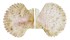 PECTINIDAE CHLAMYS BULLATA shell