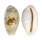 CYPRAEIDAE BLASICRURA PELLUCENS ALISONAE shell