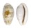 CYPRAEIDAE BLASICRURA PELLUCENS ALISONAE shell