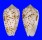 CONIDAE CONUS PULICARIUS shell