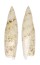 SERAPHSIDAE TEREBELLUM TEREBELLUM shell