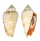 STROMBIDAE STROMBUS LUHUANUS shell