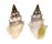 TURRIDAE CLAVUS CANALICULARIS shell