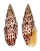 MITRIDAE MITRA PAPALIS shell
