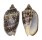 VOLUTIDAE CYMBIOLA VESPERTILIO shell