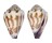 CONIDAE CONUS SPONSALIS shell