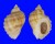 MURICIDAE NEOTHAIS ORBITA TEXTILOSA shell