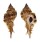 MURICIDAE NAQUETIA BARCLAYI ANNANDALEI shell