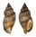 STROMBIDAE STROMBUS LABIATUS shell