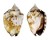 STROMBIDAE STROMBUS PIPUS shell