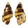RANELLIDAE CYMATIUM FLAVEOLUM shell